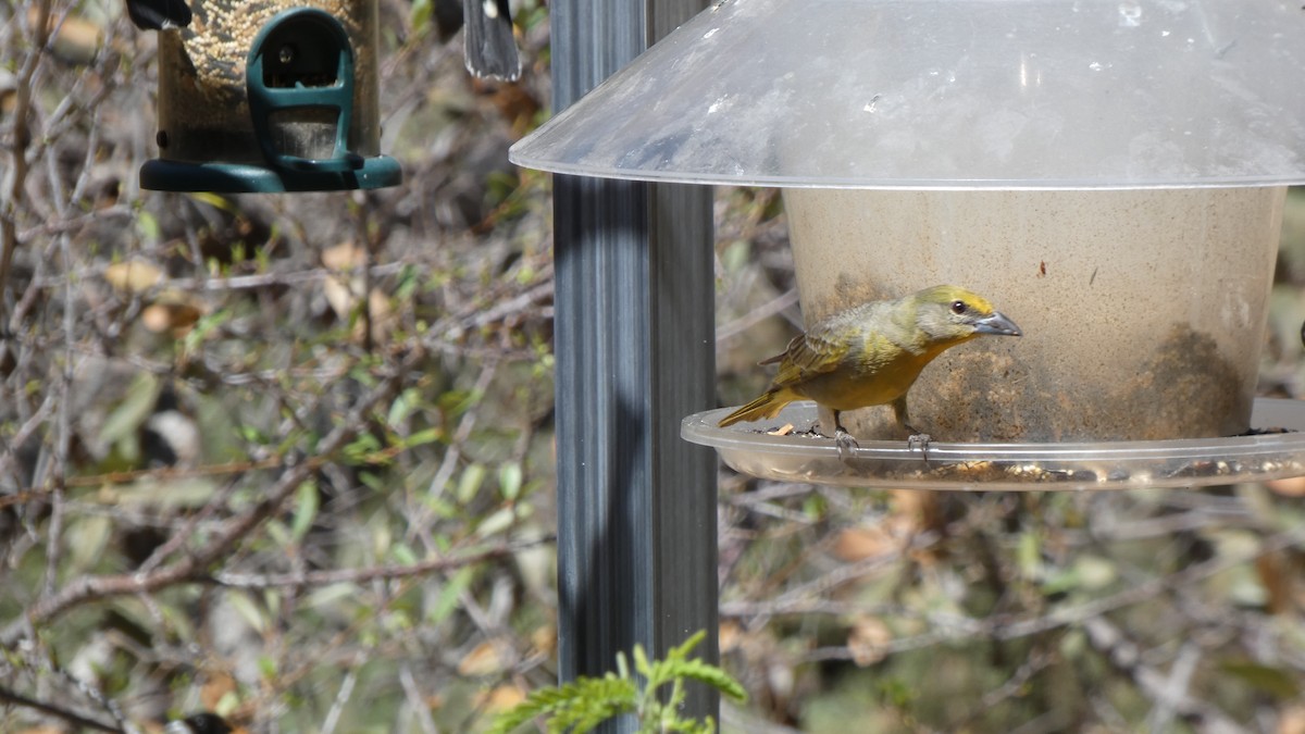 Hepatic Tanager - ML634311308