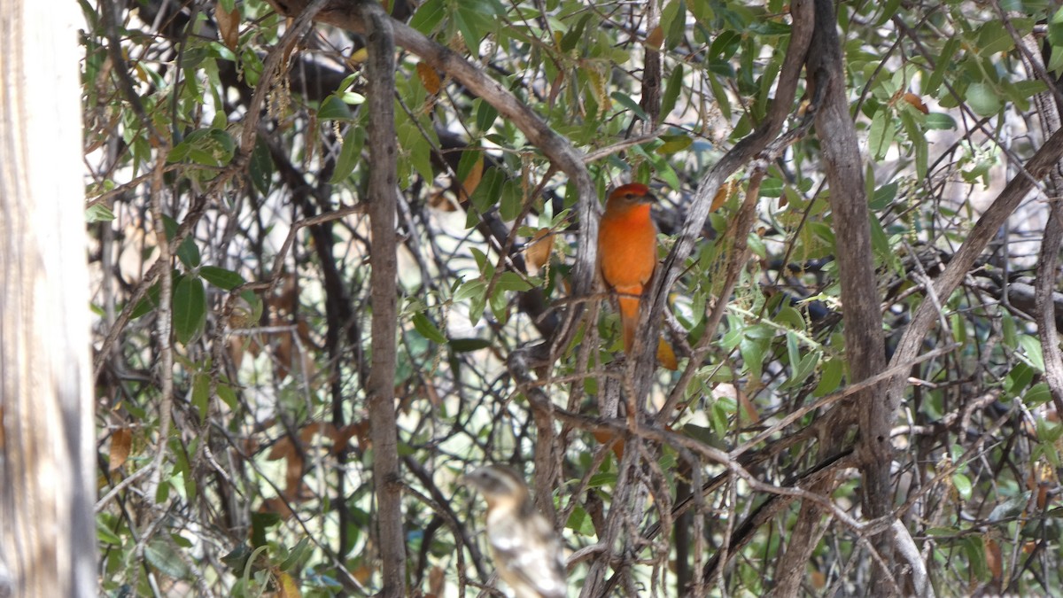 Hepatic Tanager - ML634311309