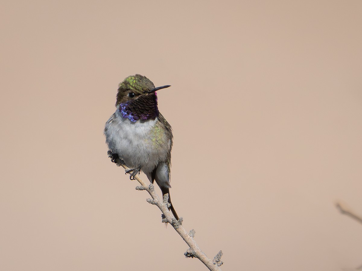 Chilean Woodstar - ML634311324