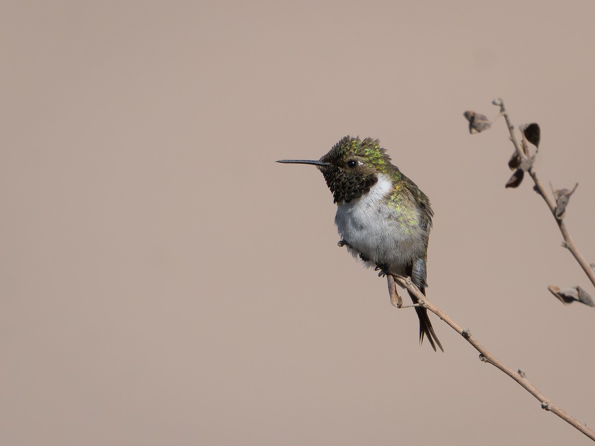 Chilean Woodstar - ML634311325