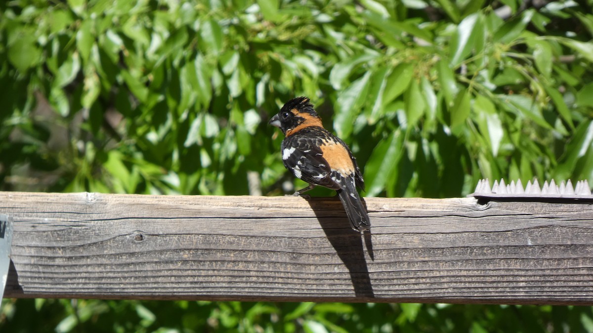 Black-headed Grosbeak - ML634311326