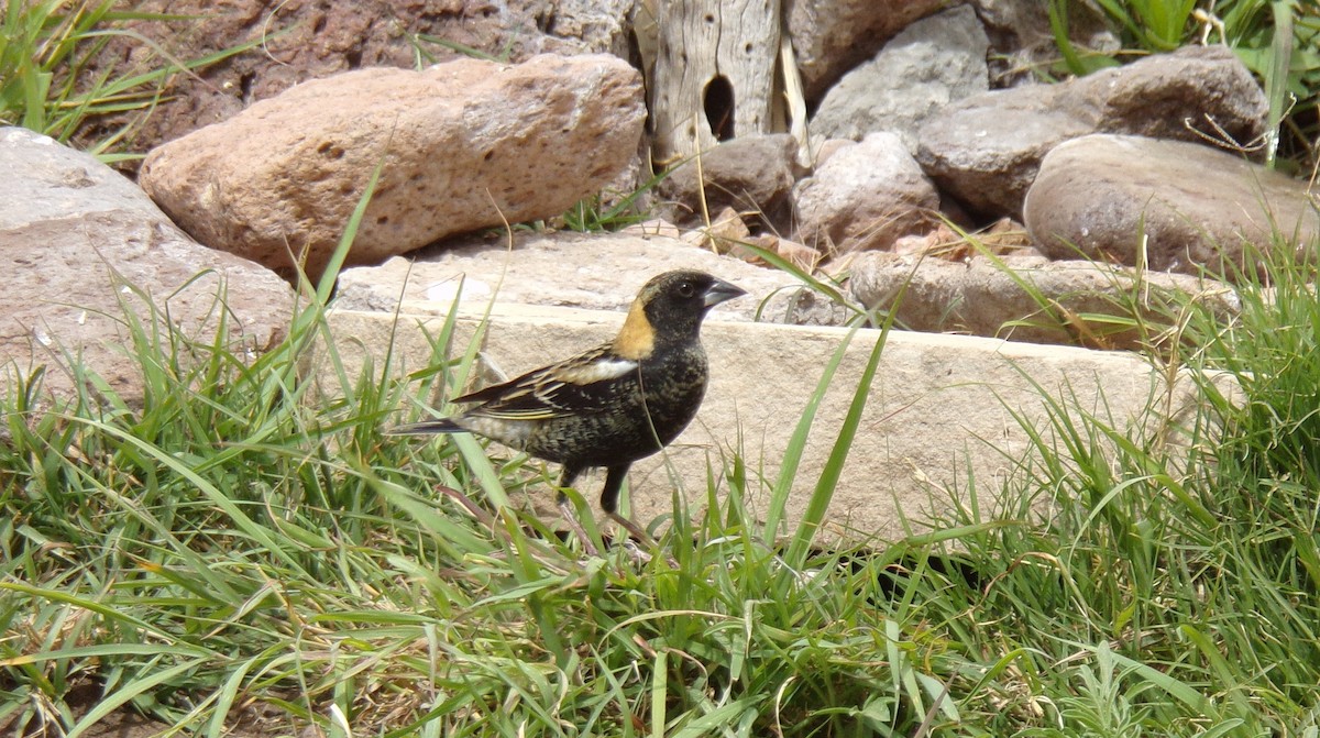 Bobolink - ML634311458
