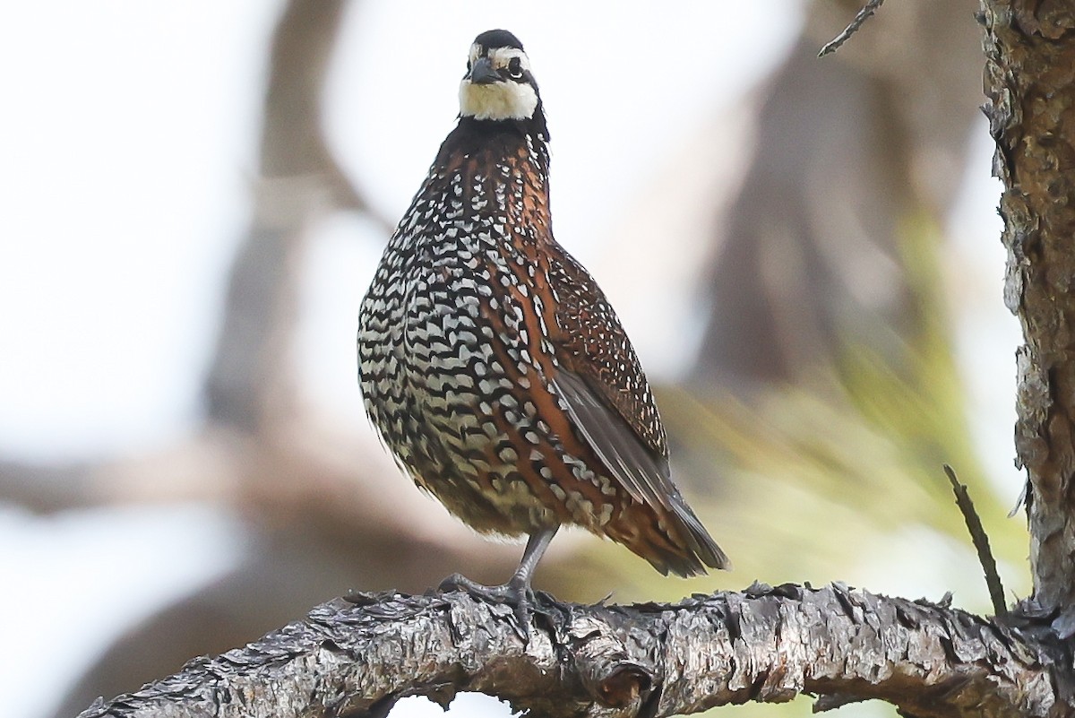 Colin de Virginie - ML634311576