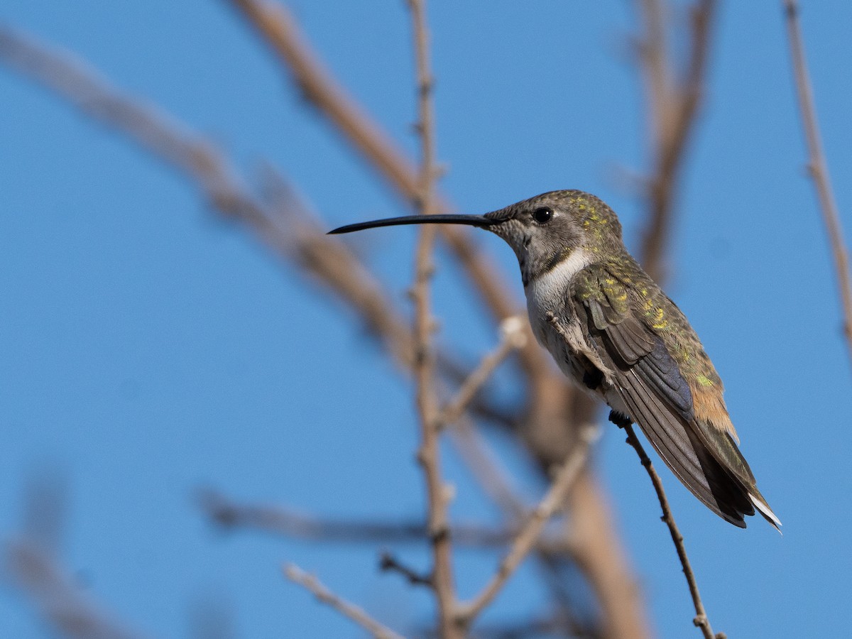 Oasis Hummingbird - ML634311657