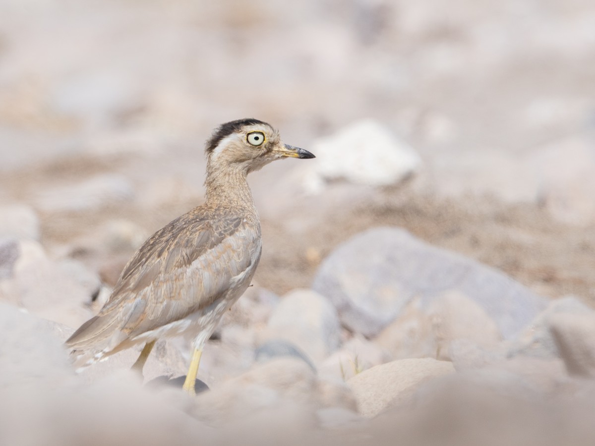 Peruvian Thick-knee - ML634311670