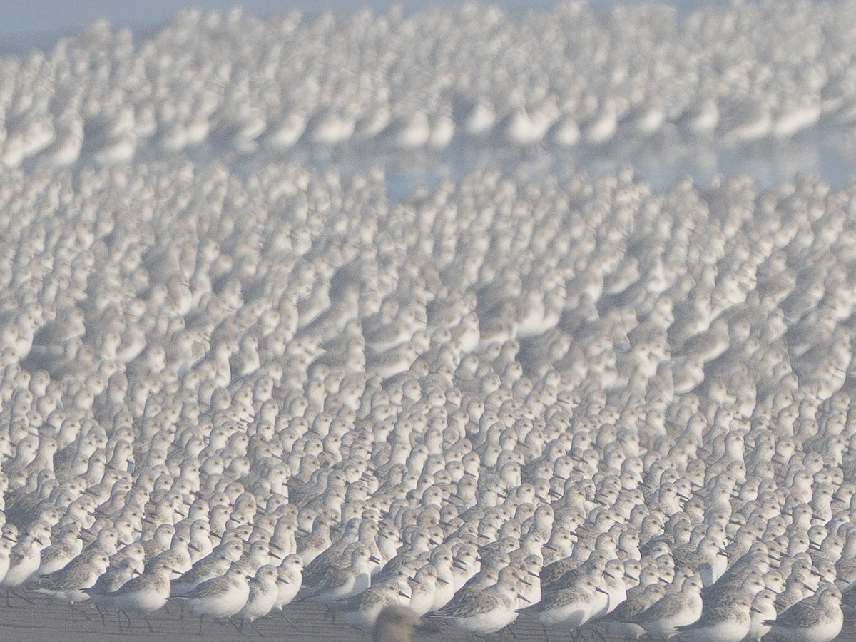 三趾濱鷸 - ML634311810