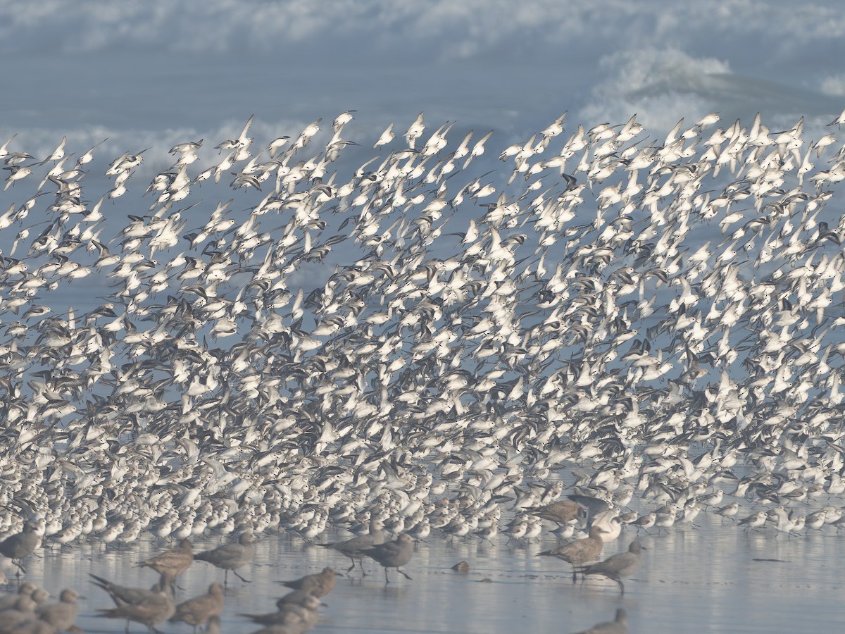 三趾濱鷸 - ML634311811