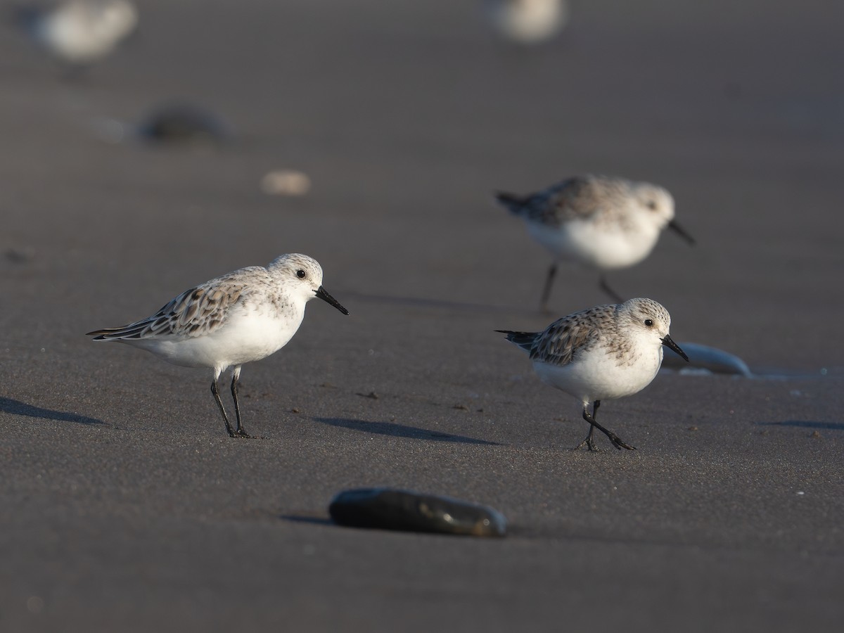三趾濱鷸 - ML634311812
