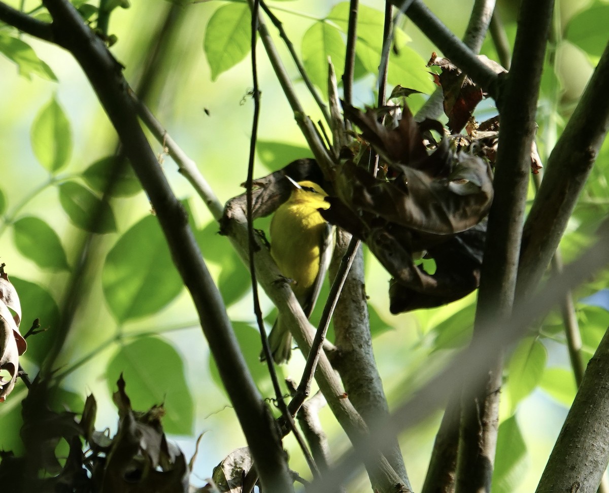 Blue-winged Warbler - ML634311848