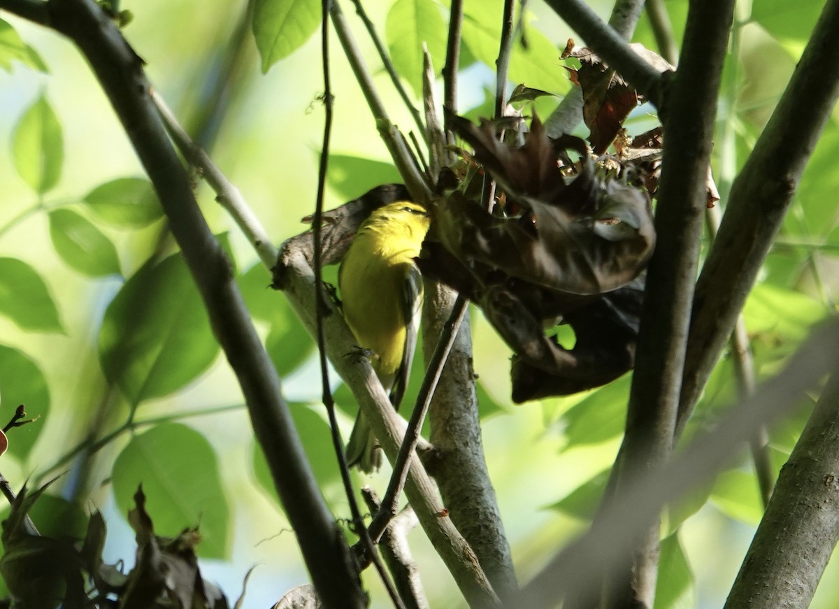 Blue-winged Warbler - ML634311860