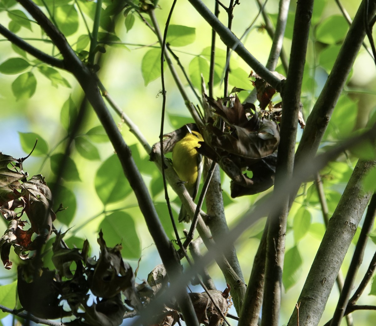 Blue-winged Warbler - ML634311870