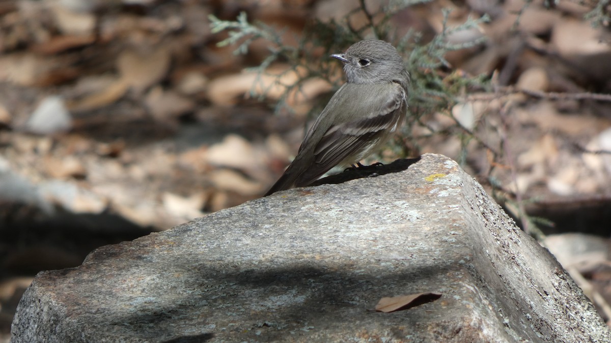 Empidonax sp. - ML634311893