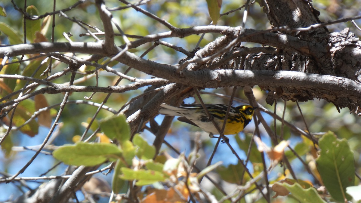 Townsend's Warbler - ML634311903