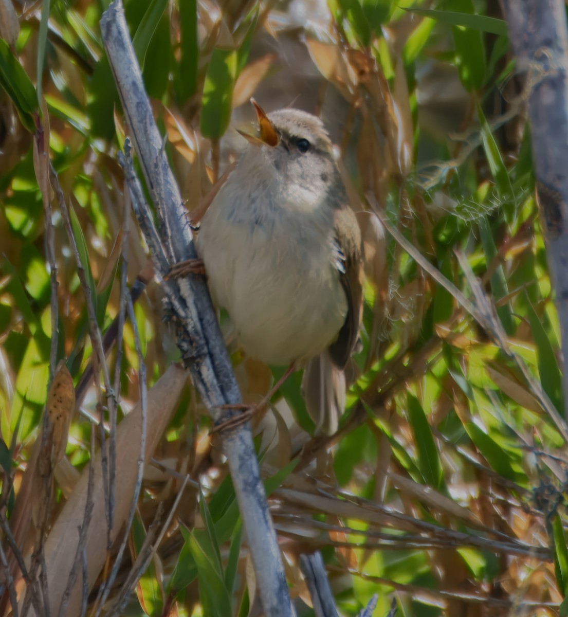 Hume's Bush Warbler - ML634311909