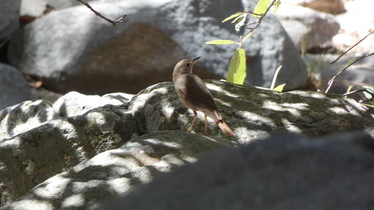 Hermit Thrush - ML634311910