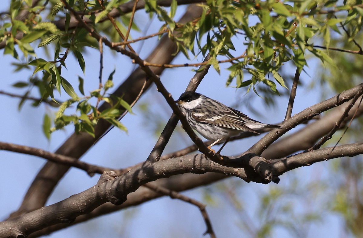 lesňáček černohlavý - ML634311921