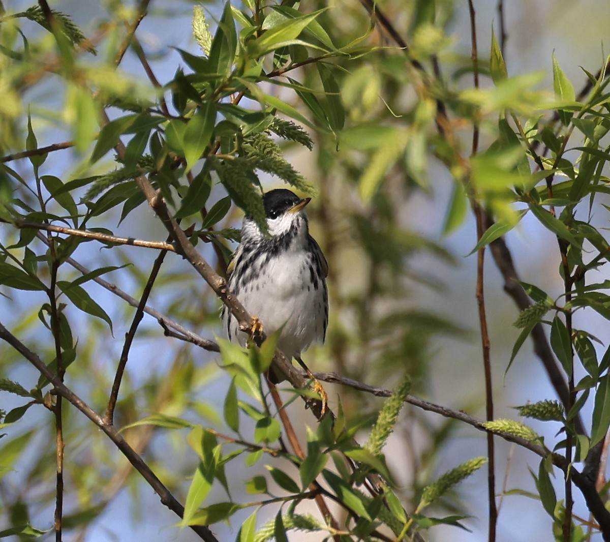 lesňáček černohlavý - ML634311944