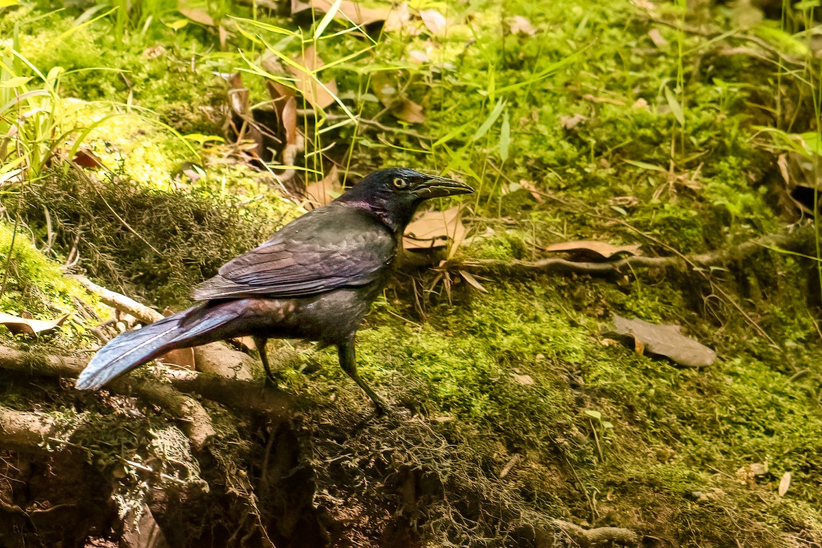Common Grackle - ML634312097