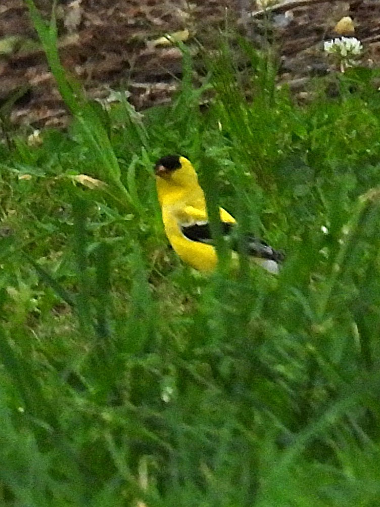 American Goldfinch - ML634312238