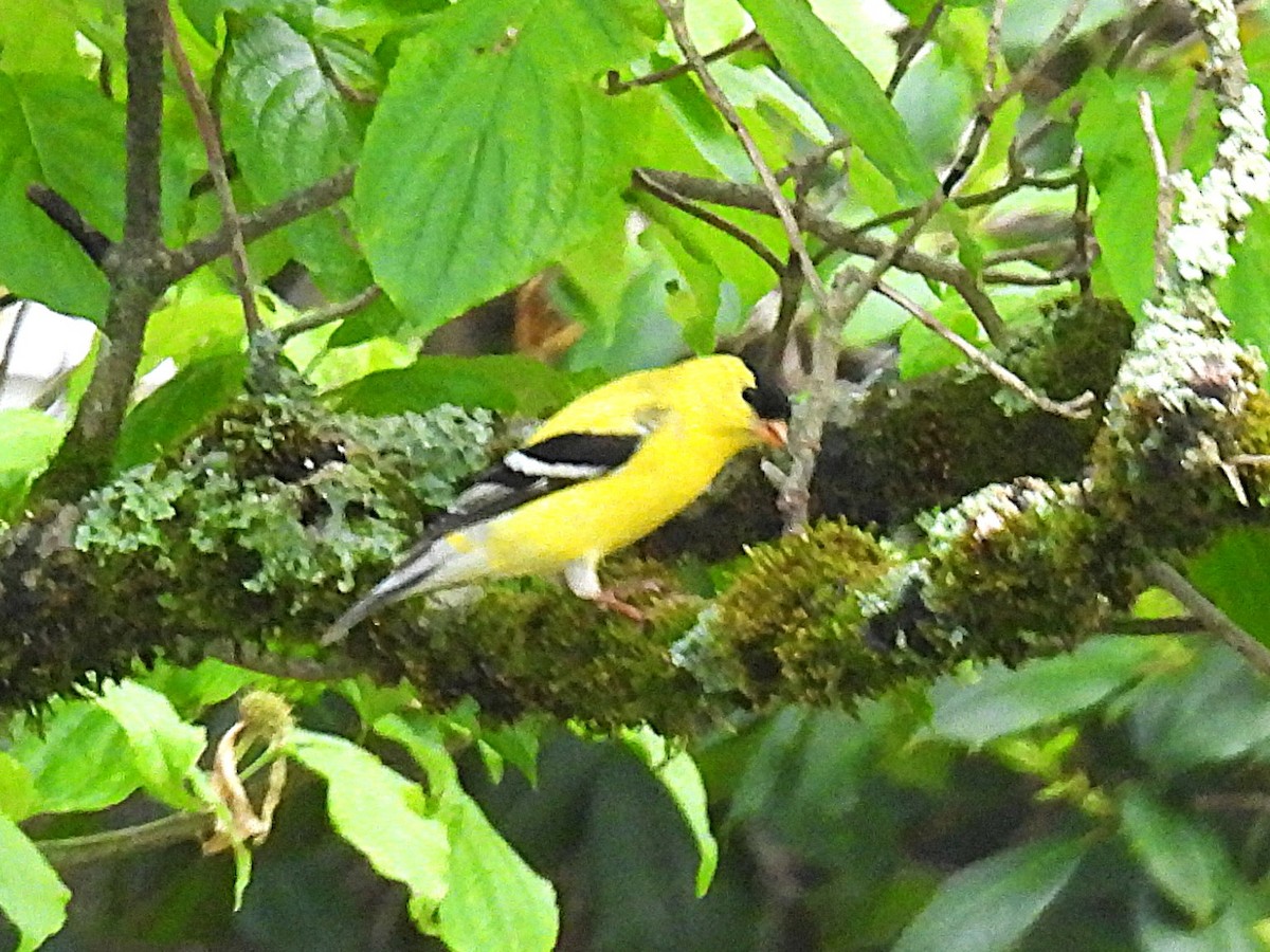 American Goldfinch - ML634312239