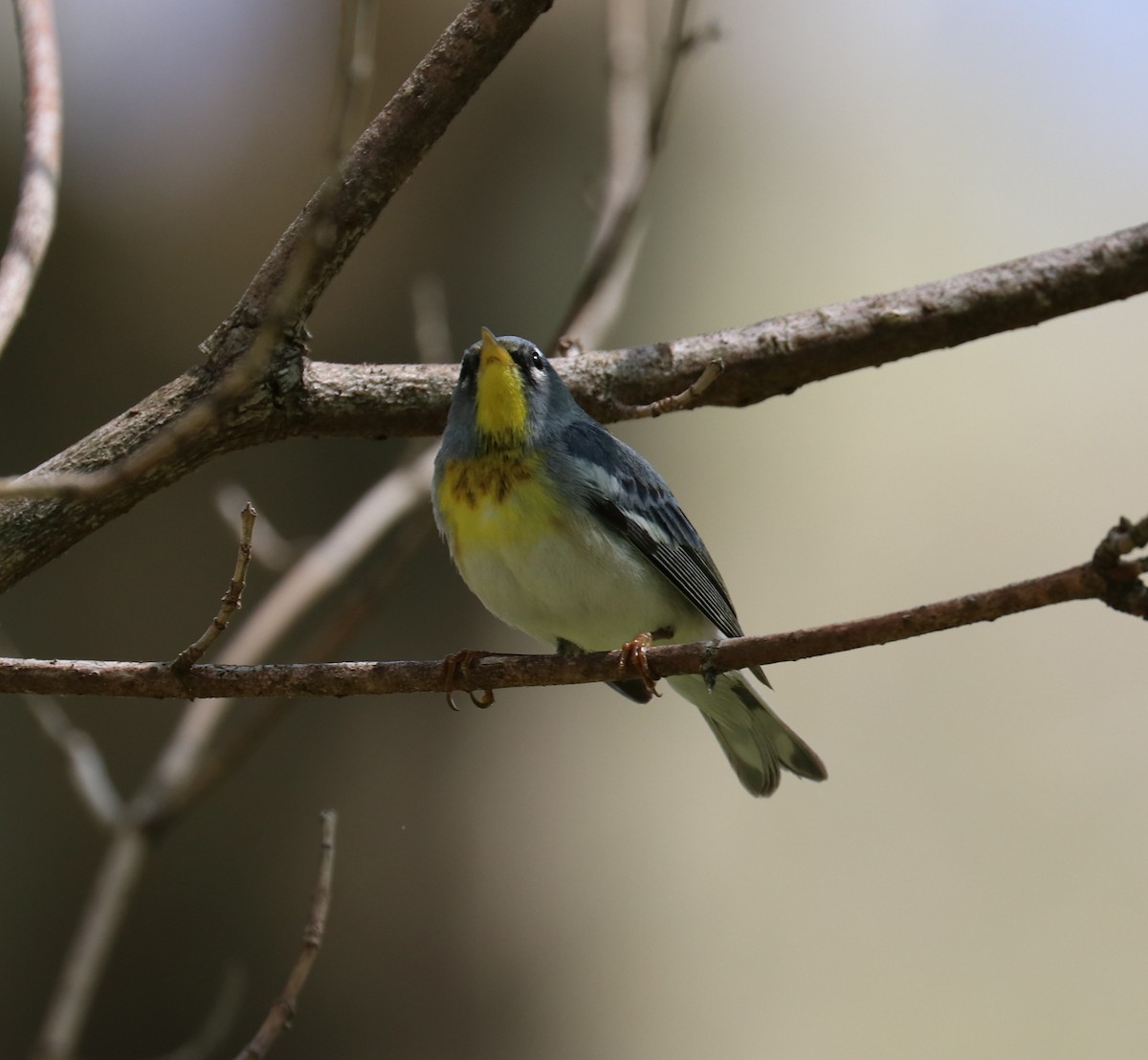 Kuzeyli Parula - ML634312613
