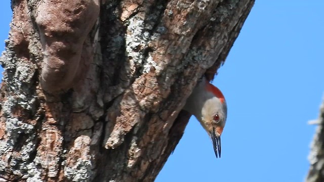 Red-bellied Woodpecker - ML634312648