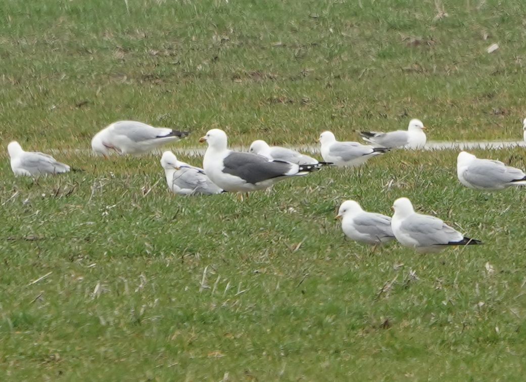 Lesser Black-backed Gull - ML634312723