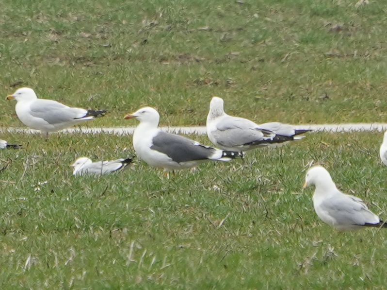 Lesser Black-backed Gull - ML634312724