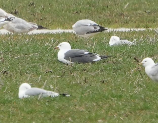 Lesser Black-backed Gull - ML634312725