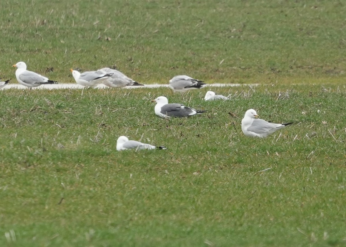 Lesser Black-backed Gull - ML634312726