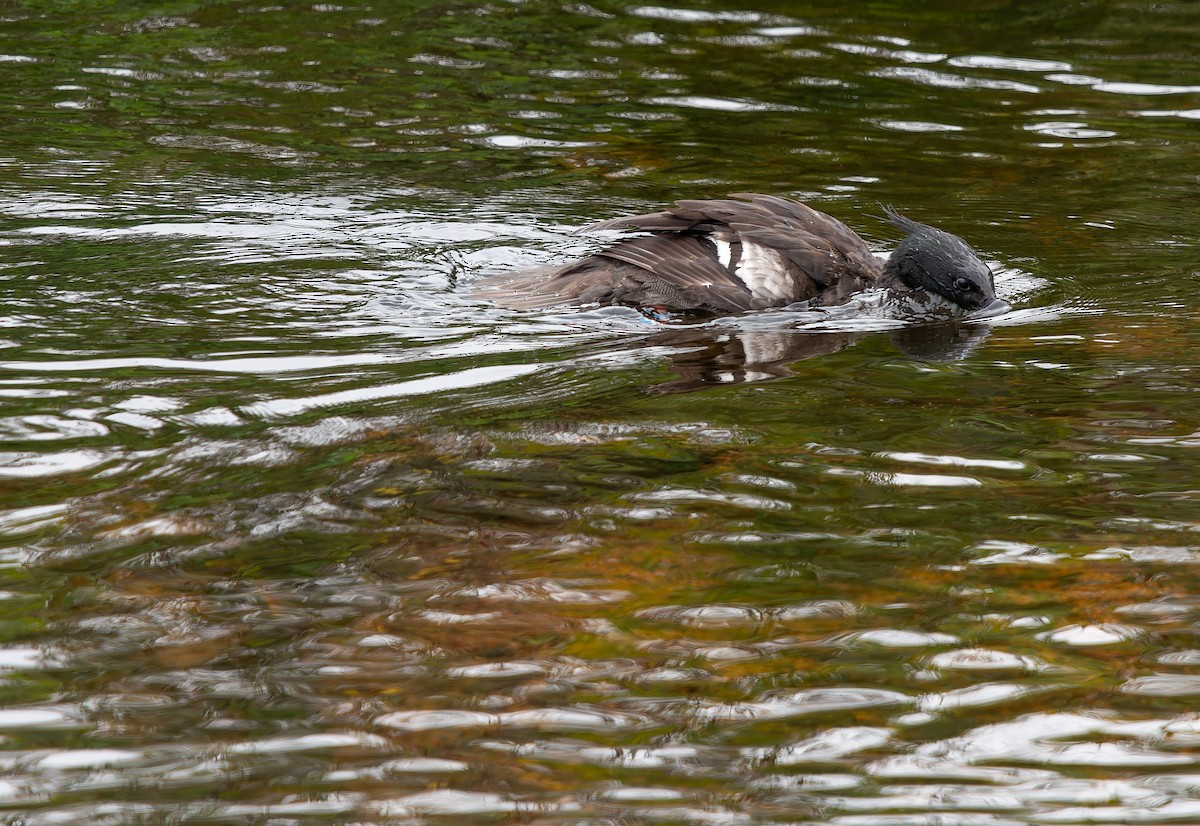 Brazilian Merganser - ML634312877