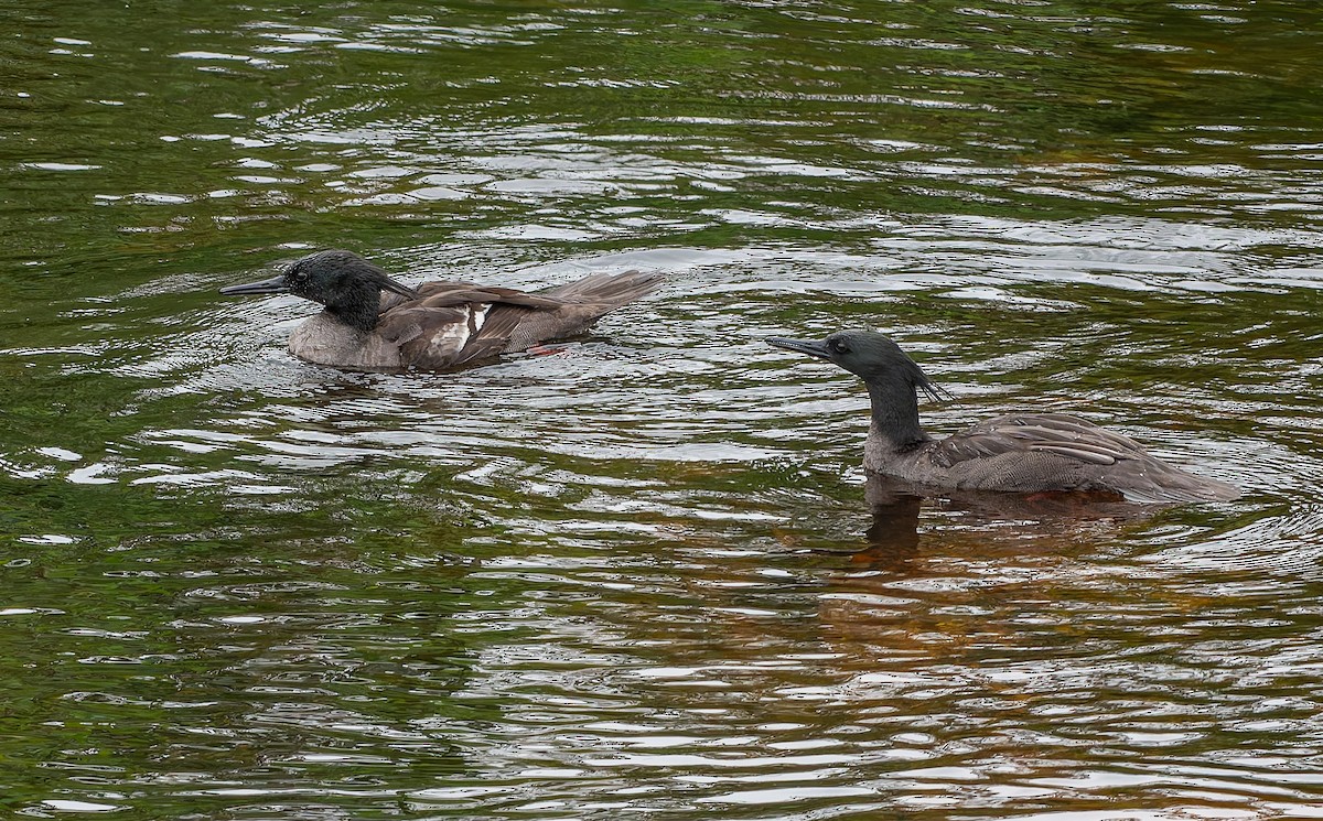 Brazilian Merganser - ML634312971