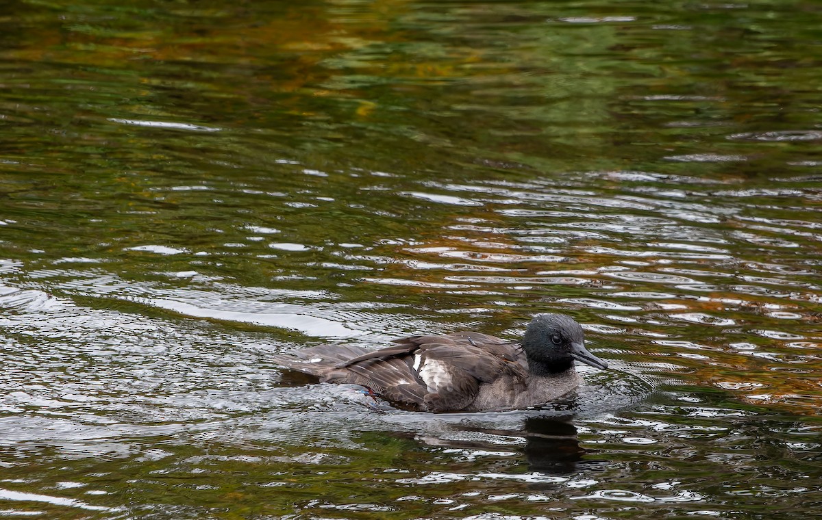 Brazilian Merganser - ML634312996