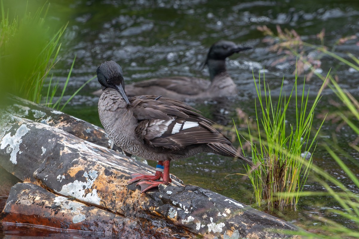 Brazilian Merganser - ML634313013