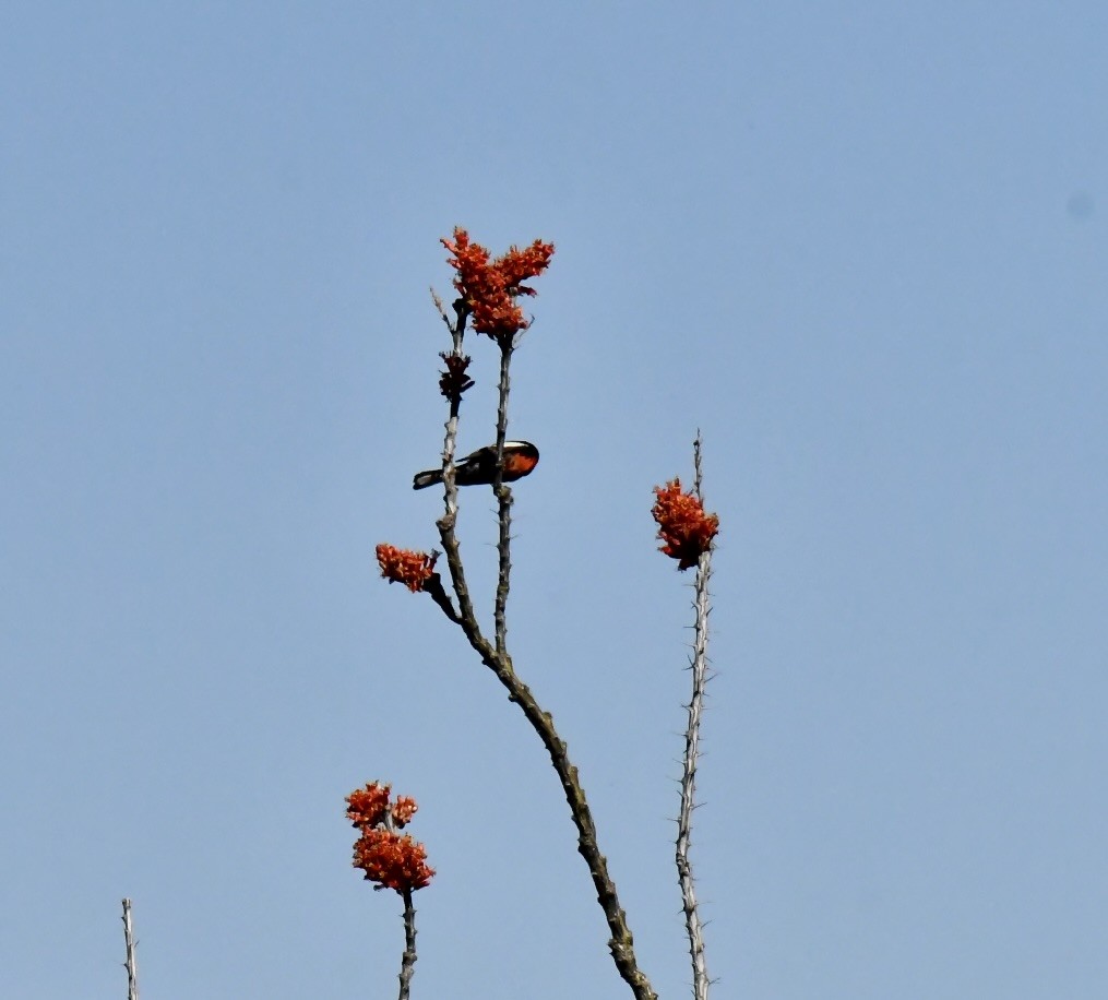 Painted Redstart - ML634313099