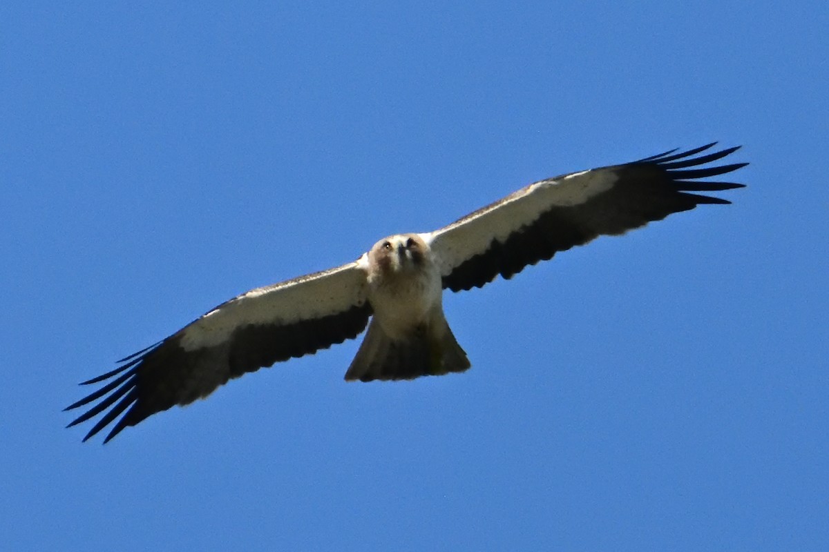 Бахим бүргэд - ML634313106