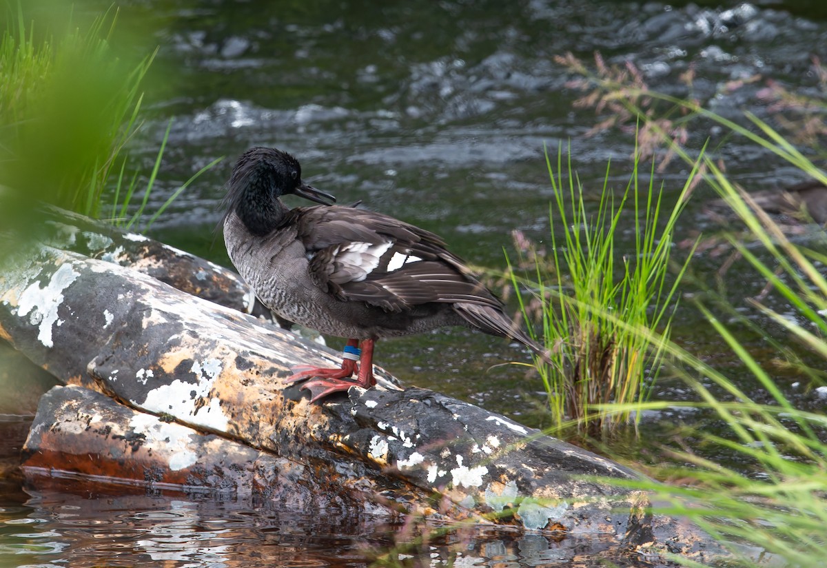 Brazilian Merganser - ML634313152