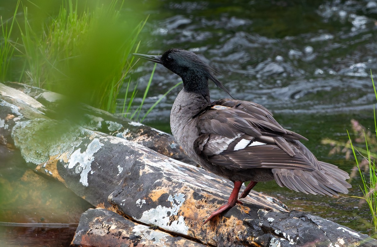 Brazilian Merganser - ML634313162