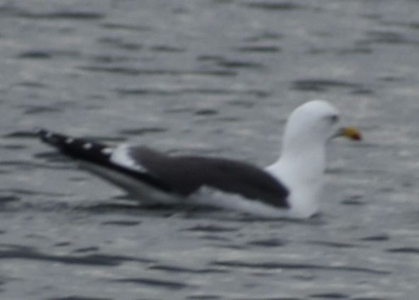Lesser Black-backed Gull - ML634313175
