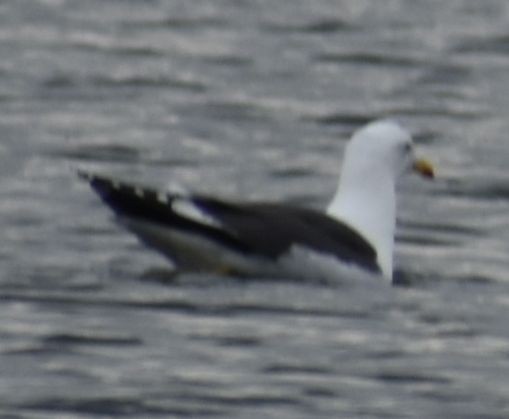 Lesser Black-backed Gull - ML634313266