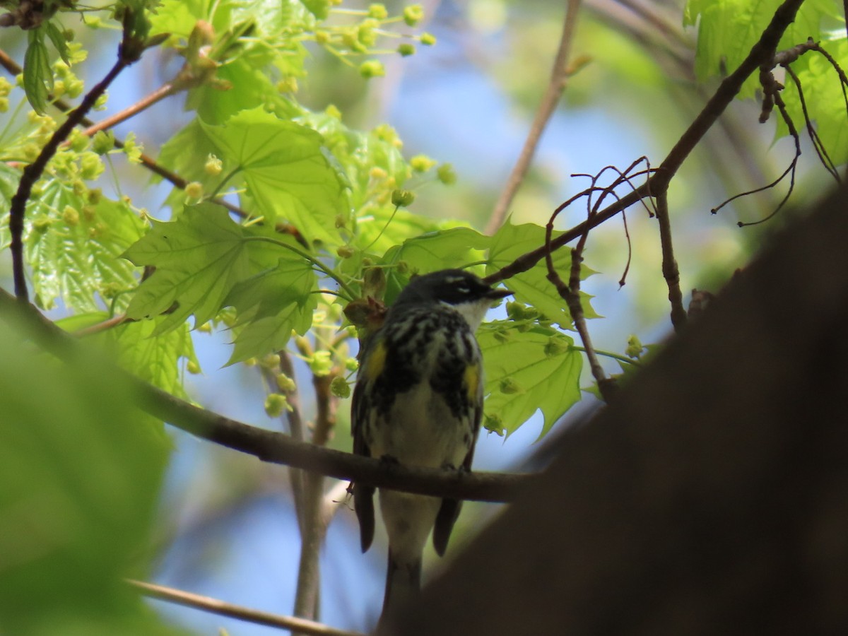Yellow-rumped Warbler (Myrtle) - ML634313310