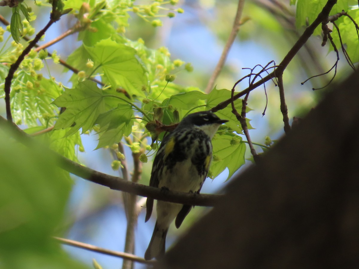 Yellow-rumped Warbler (Myrtle) - ML634313311