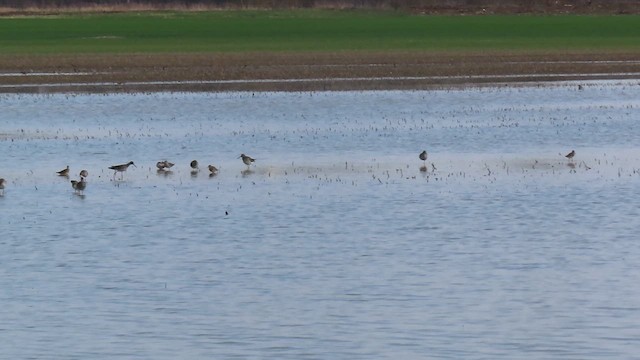 Pectoral Sandpiper - ML634313374