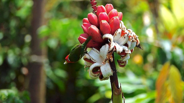 Red-headed Barbet - ML634313666
