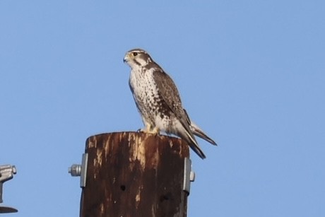 Prairie Falcon - ML634313738