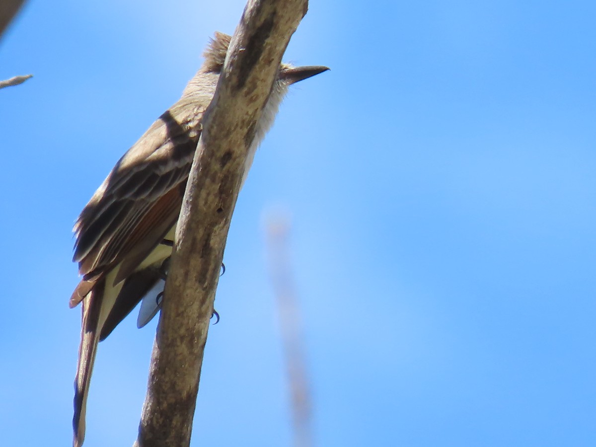 Ash-throated Flycatcher - ML634313751