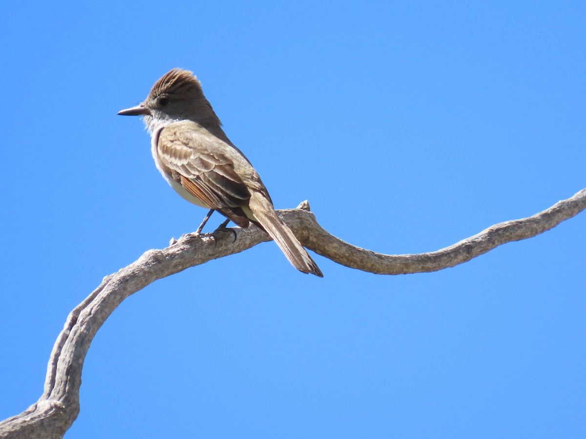 Ash-throated Flycatcher - ML634313757