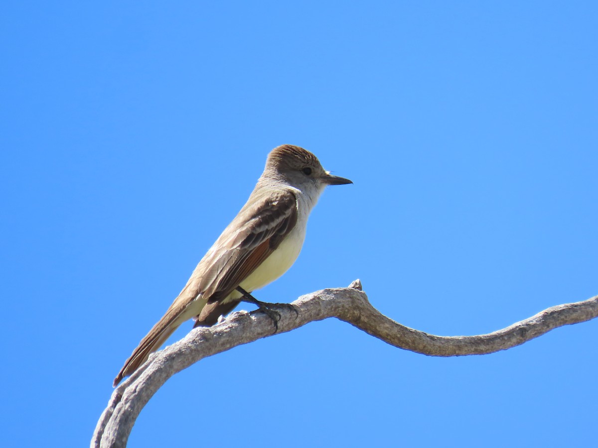 Ash-throated Flycatcher - ML634313768