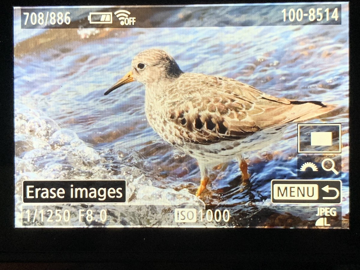 jespák mořský - ML634313815