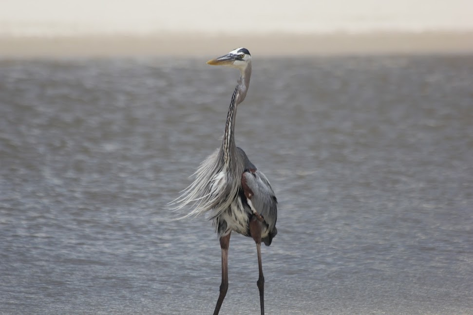 Great Blue Heron - ML634313931